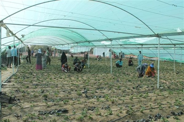 کاشت نهال توت فرنگی گلخانه‌ای در دانشگاه آزاد اسلامی واحد جیرفت