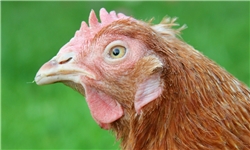 جزئیات اجرای طرح کاهش وزن مرغ در کشتارگاه‌ها/ وزن استاندارد مرغ ۱.۸ کیلوگرم