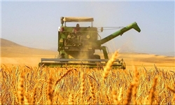 ایران برای کیفی‌سازی نان گندم وارد می‌کند/ بازار آرد عراق در چنگ ترک‌ها