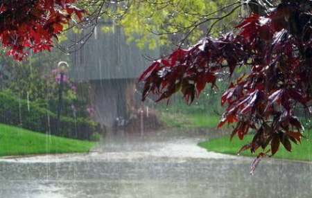بارش خوب باران شرایط را برای کشت کلزا درشرق گلستان فراهم کرد