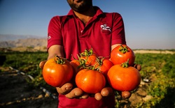 گوجه‌فرنگی ۲۰۰ تومان شد/کشاورزان بوشهری در انتظار مشتری