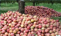 رهاسازی میوه برای دریافت مشوق صادراتی خیانت به منافع ملی و اقتصاد کشور است