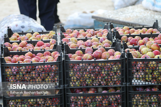 صادرات مانع بزرگ کاهش قیمت میوه/ خرید مستقیم محصولات کشاورزی توسط عراقی‌ها